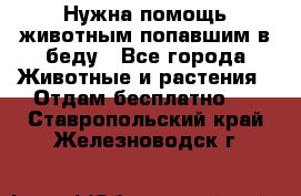 Нужна помощь животным попавшим в беду - Все города Животные и растения » Отдам бесплатно   . Ставропольский край,Железноводск г.